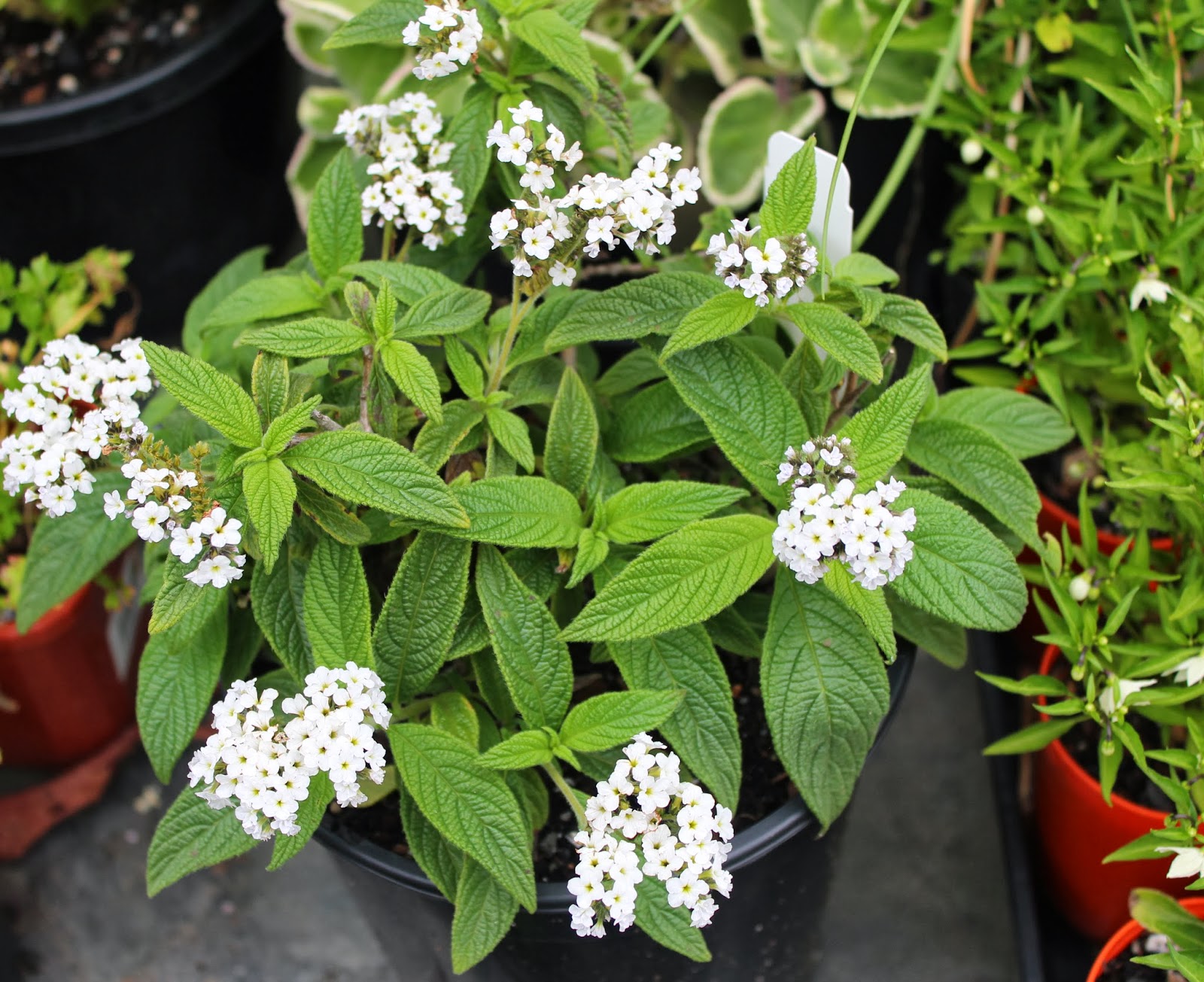 White Heliotrope (Heliotropium arborescens)
