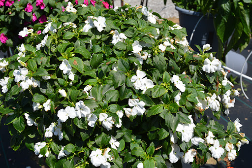White Impatiens (Impatiens walleriana)