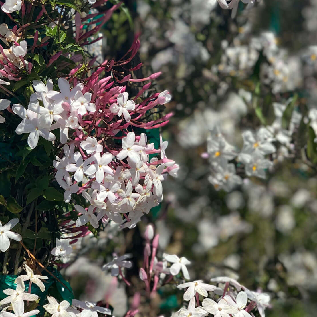 White Jasmine (Jasminum polyanthum)