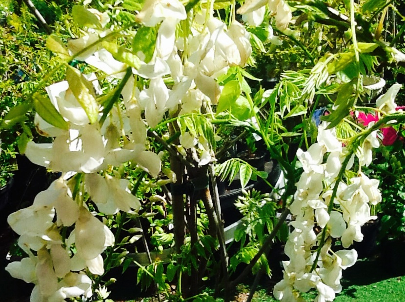 White Wisteria (Wisteria floribunda)