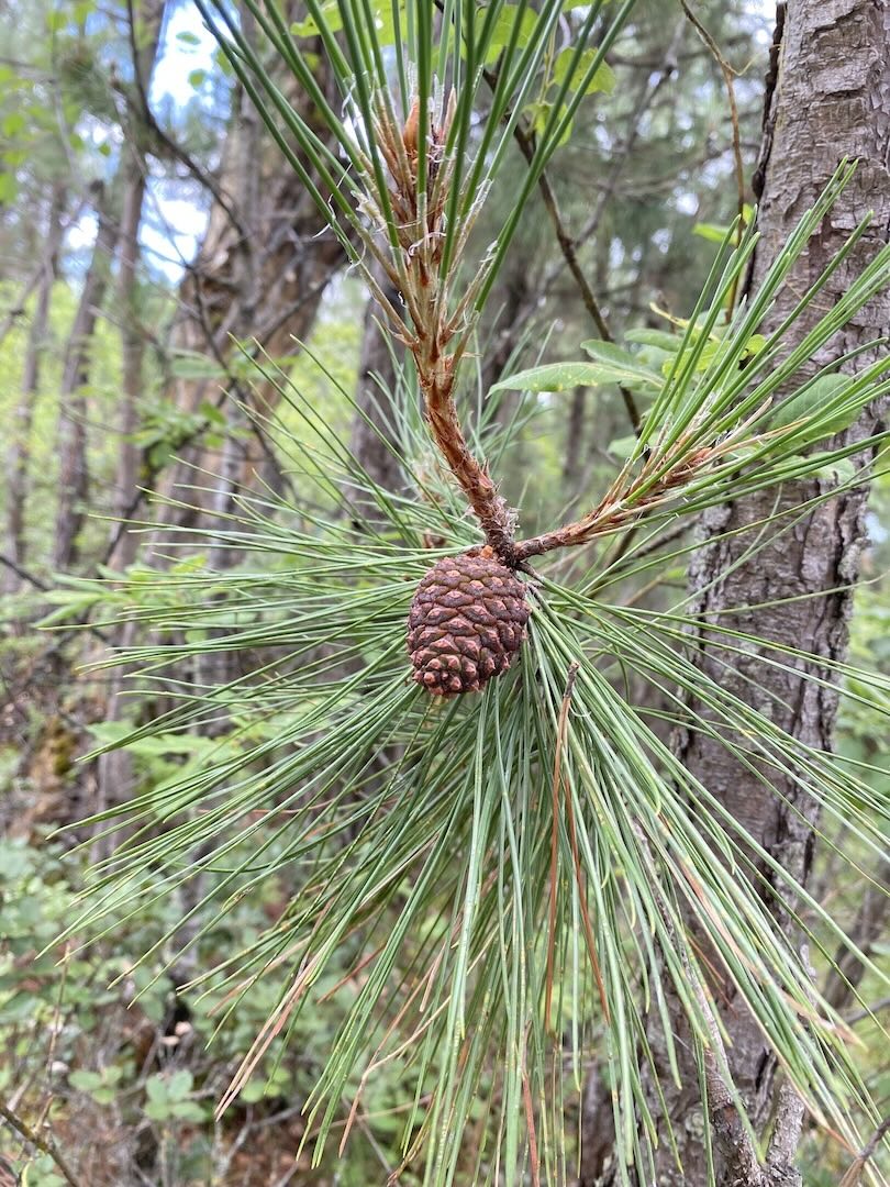 Yunnan Pine (Pinus yunnanensis)