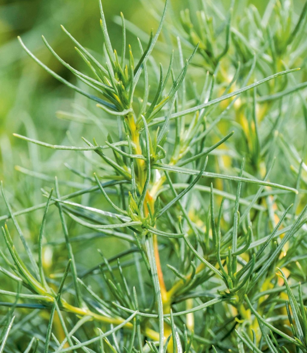 agretti (Salsola soda)