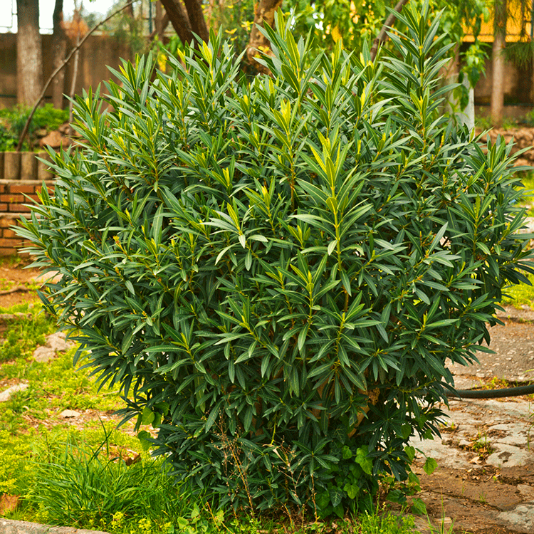 Laurel Tree