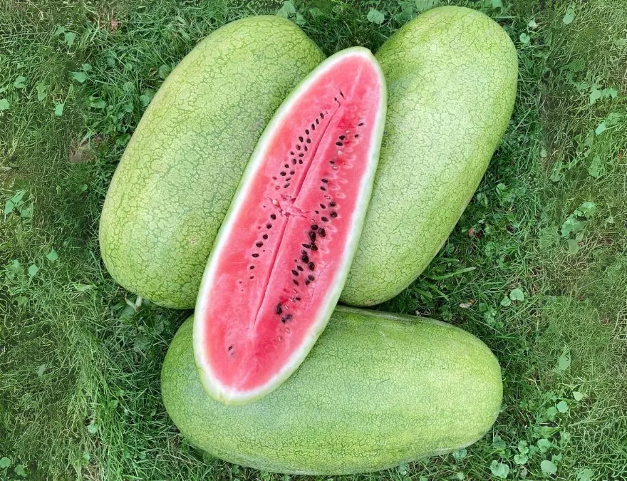 charleston gray watermelon Sweetest Watermelon Varieties