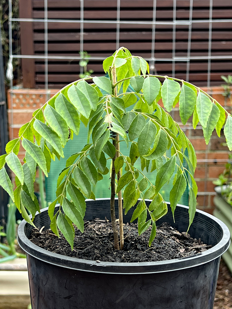 Curry Leaf Tree