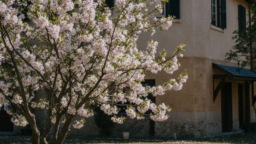Flowering Plum (Prunus spp.)