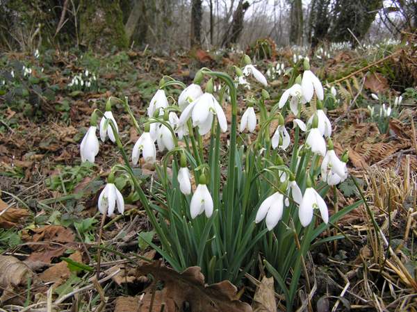 Snowdrop (Galanthus nivalis)
