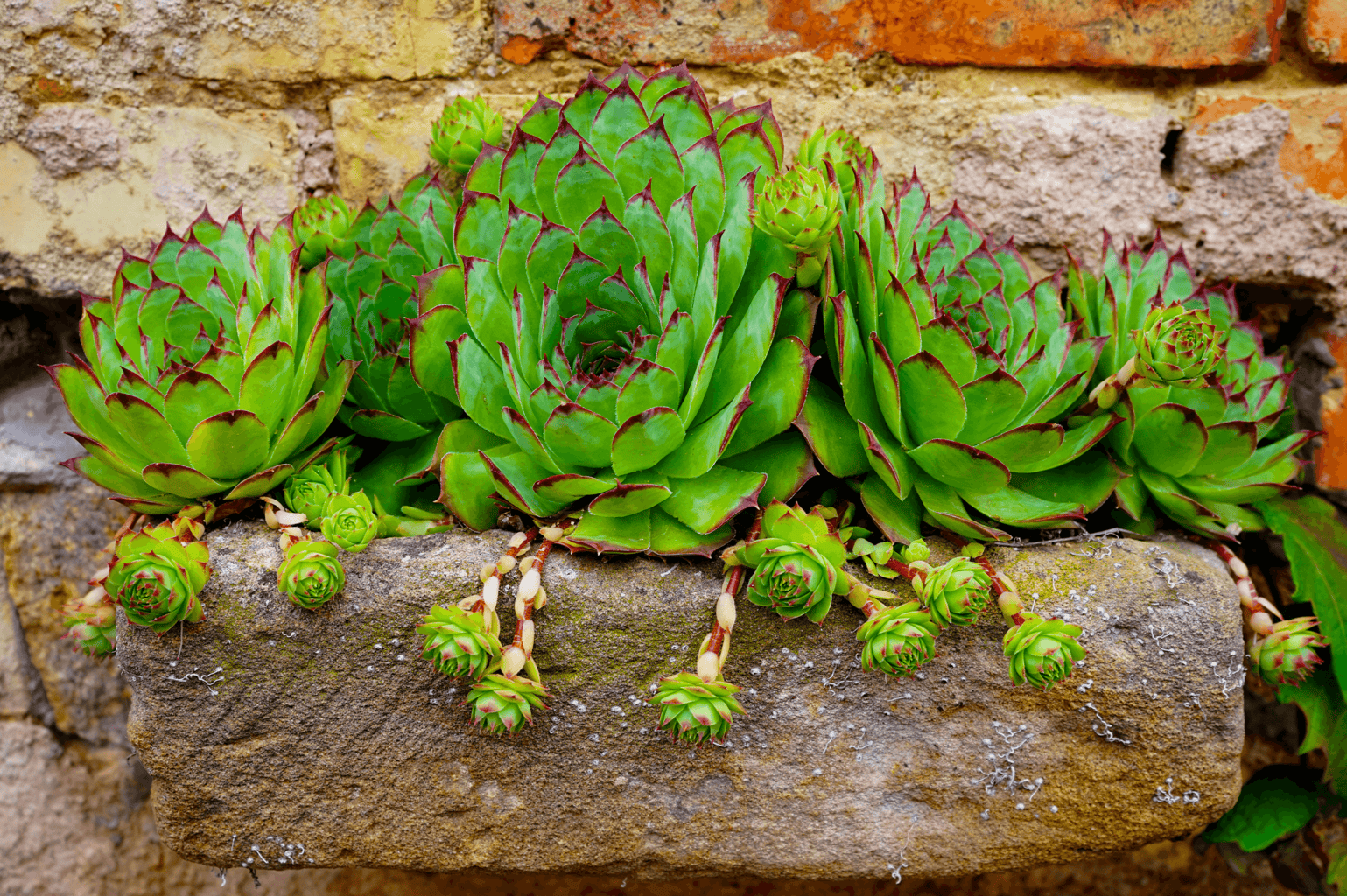 Hen and Chicks Plant