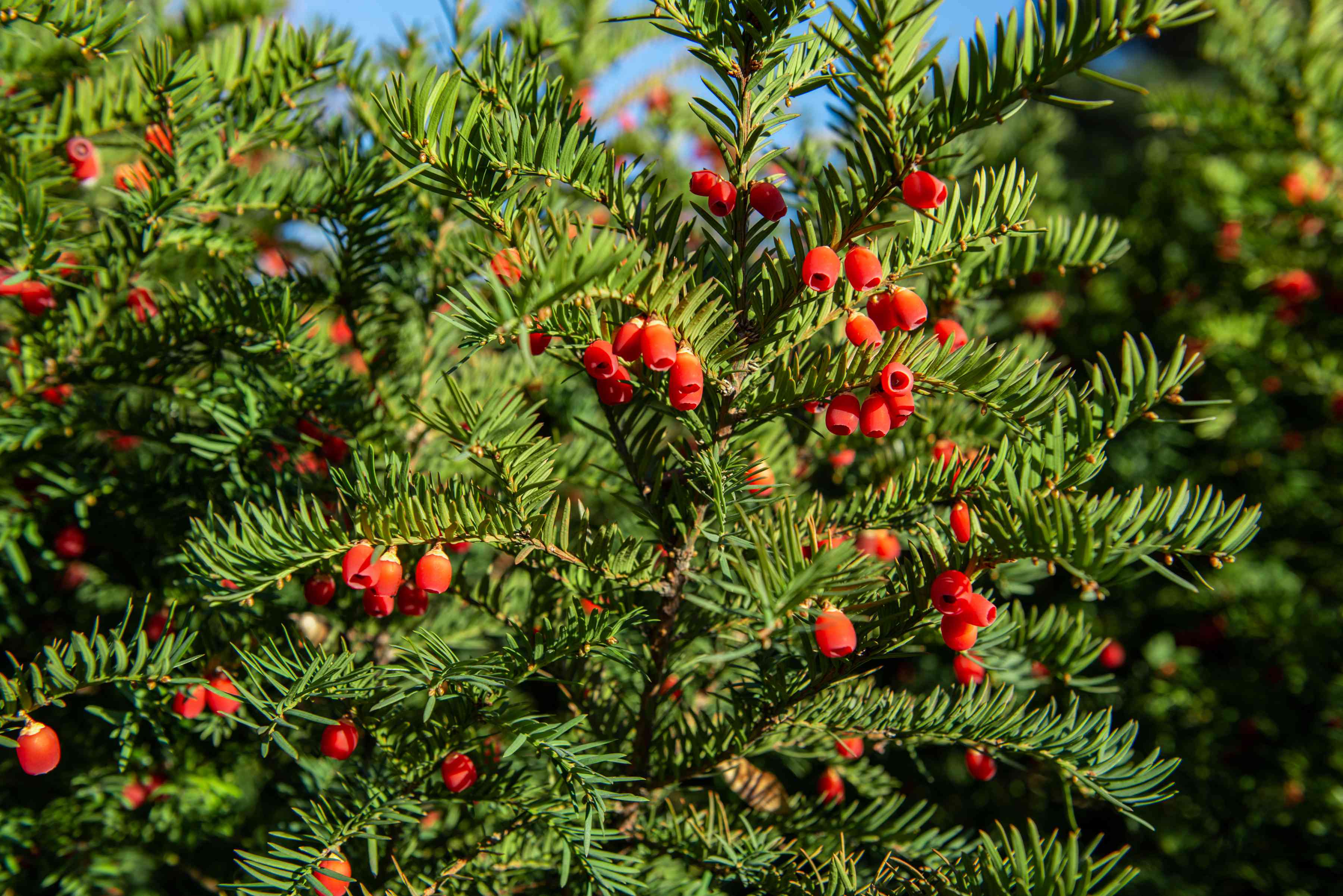 Japanese Yew (Taxus cuspidata) coniferous tree with red berries