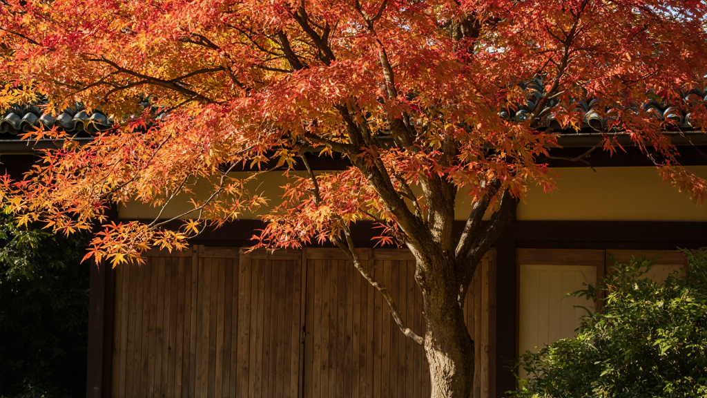 Japanese Maple (Acer palmatum)