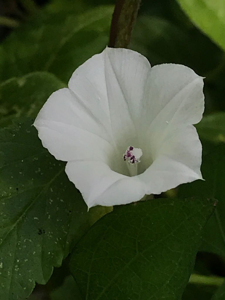White Morning Glory (Ipomoea lacunosa) Petaled White Flower