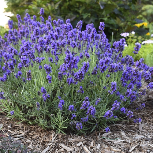Lavender (Lavandula angustifolia)