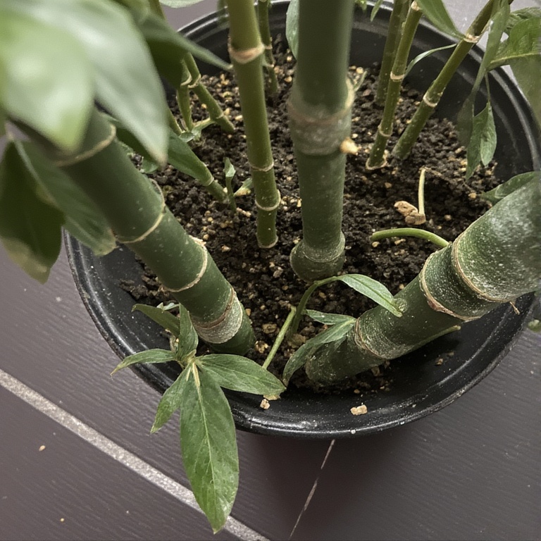 Propagate Lucky Bamboo