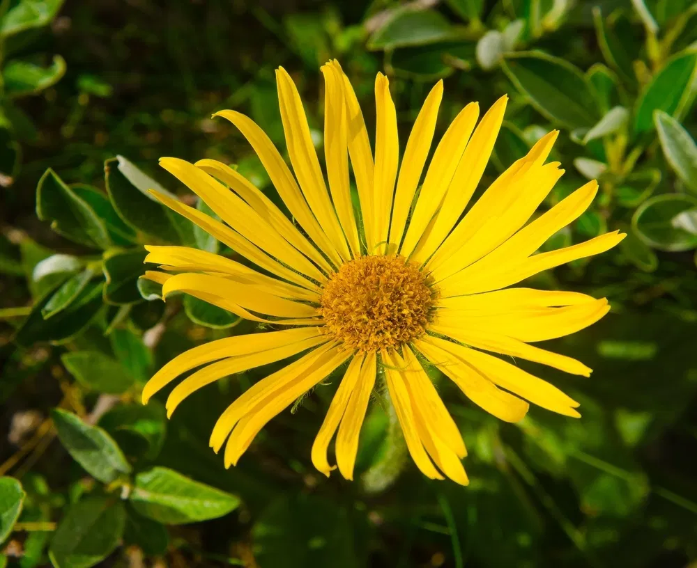 Arnica