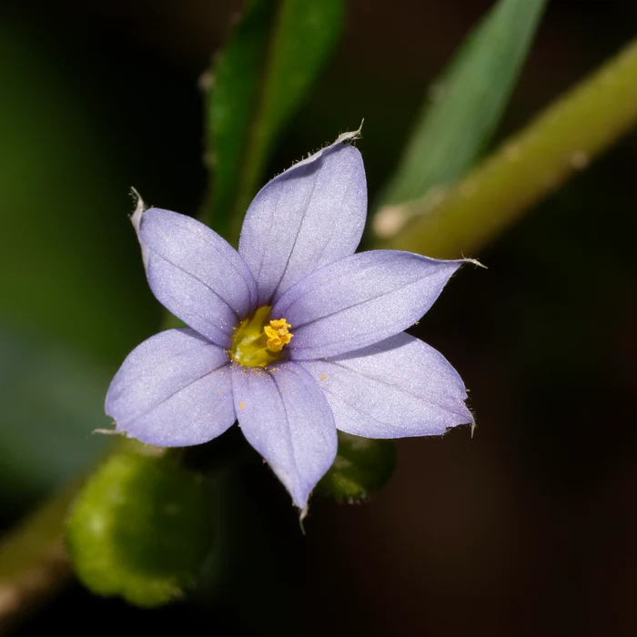 Blue-Eyed Grass (Sisyrinchium angustifolium)