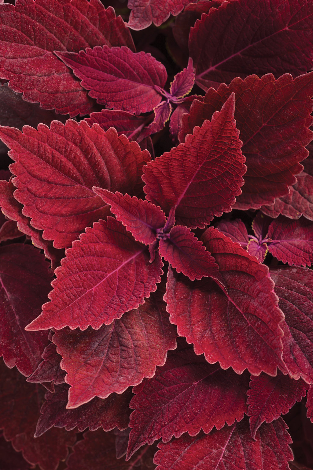 ColorBlaze Rediculous coleus plant