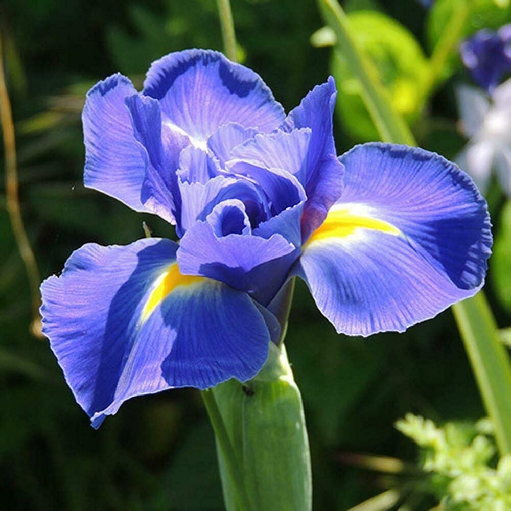 Dutch Iris