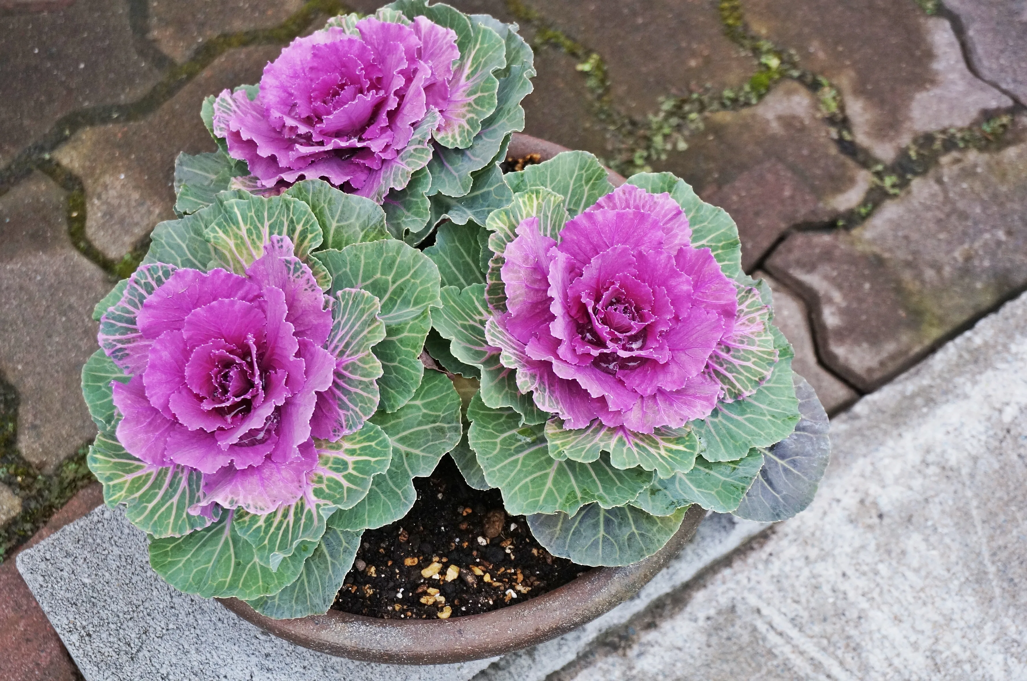 Flowering Kale and Cabbage