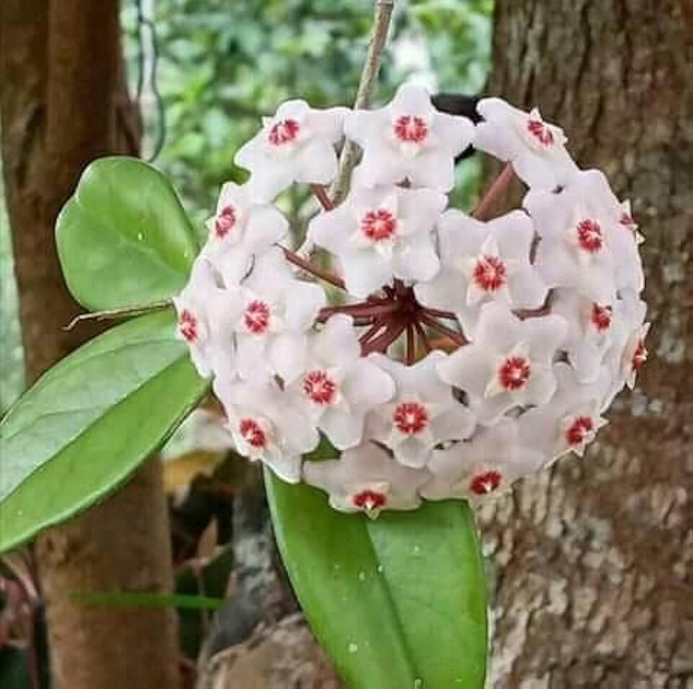 Hoya carnosa (Classic Wax Plant)