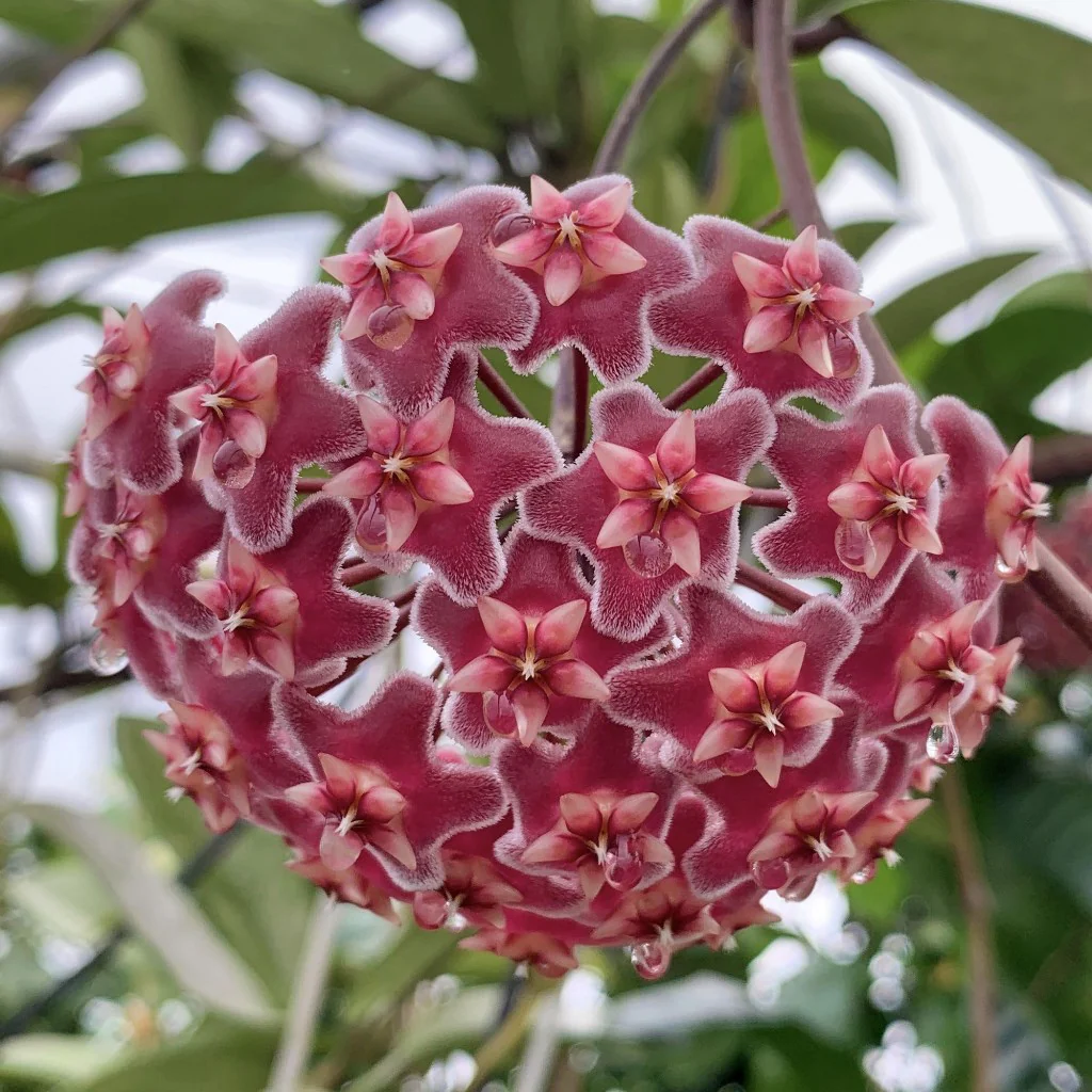 Hoya pubicalyx