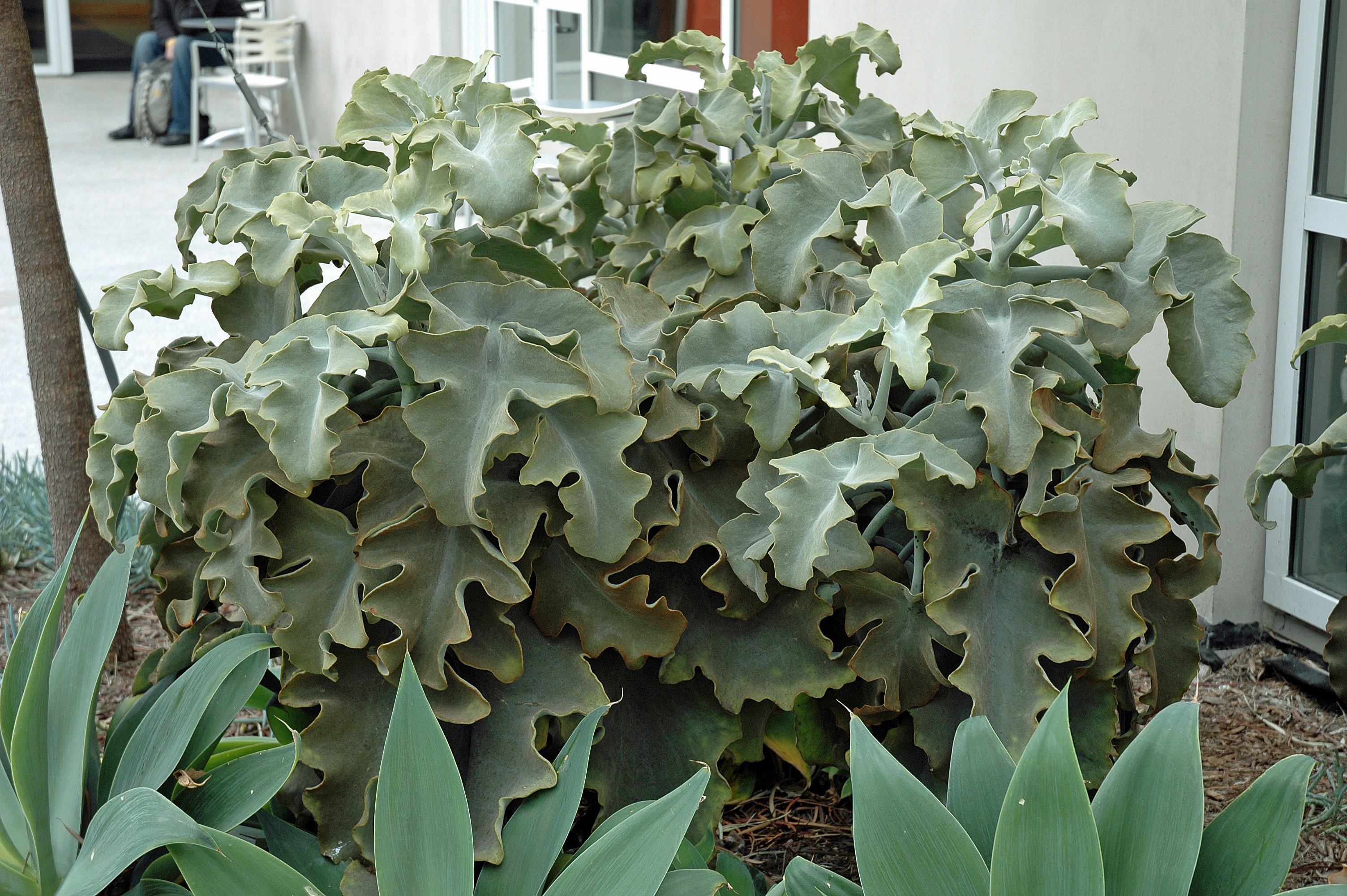 Kalanchoe beharensis (Felt Bush)