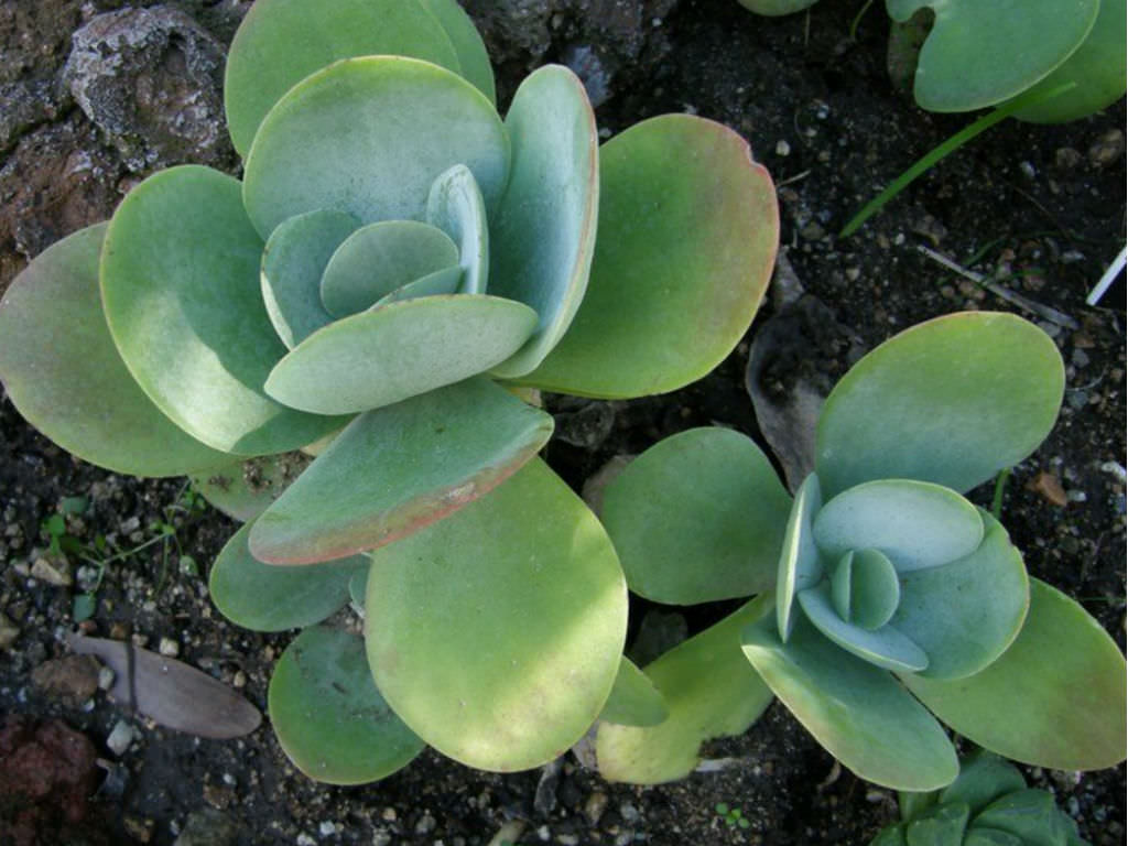 Kalanchoe thyrsiflora (Desert Cabbage)