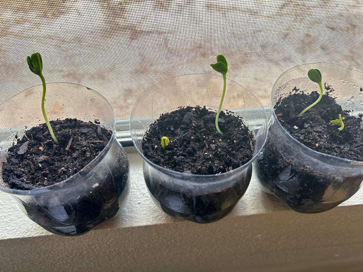 Mini Greenhouses bottles