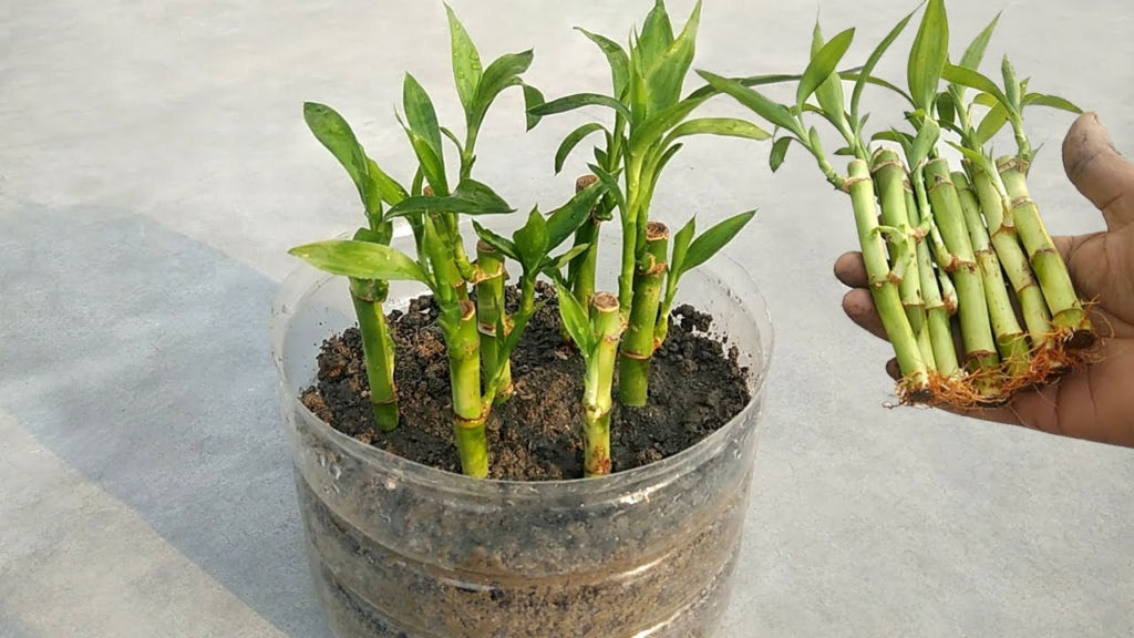 Propagate Lucky Bamboo in Soil