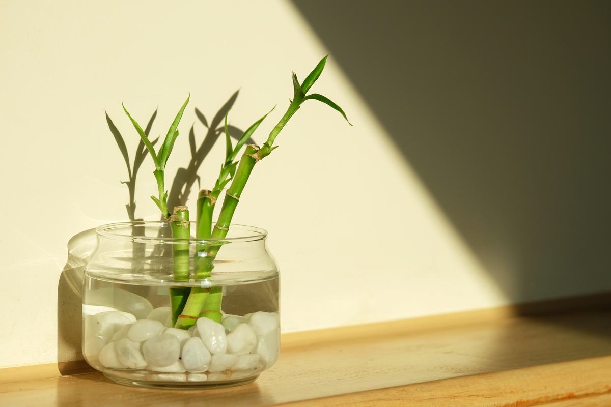 Propagate Lucky Bamboo in Water