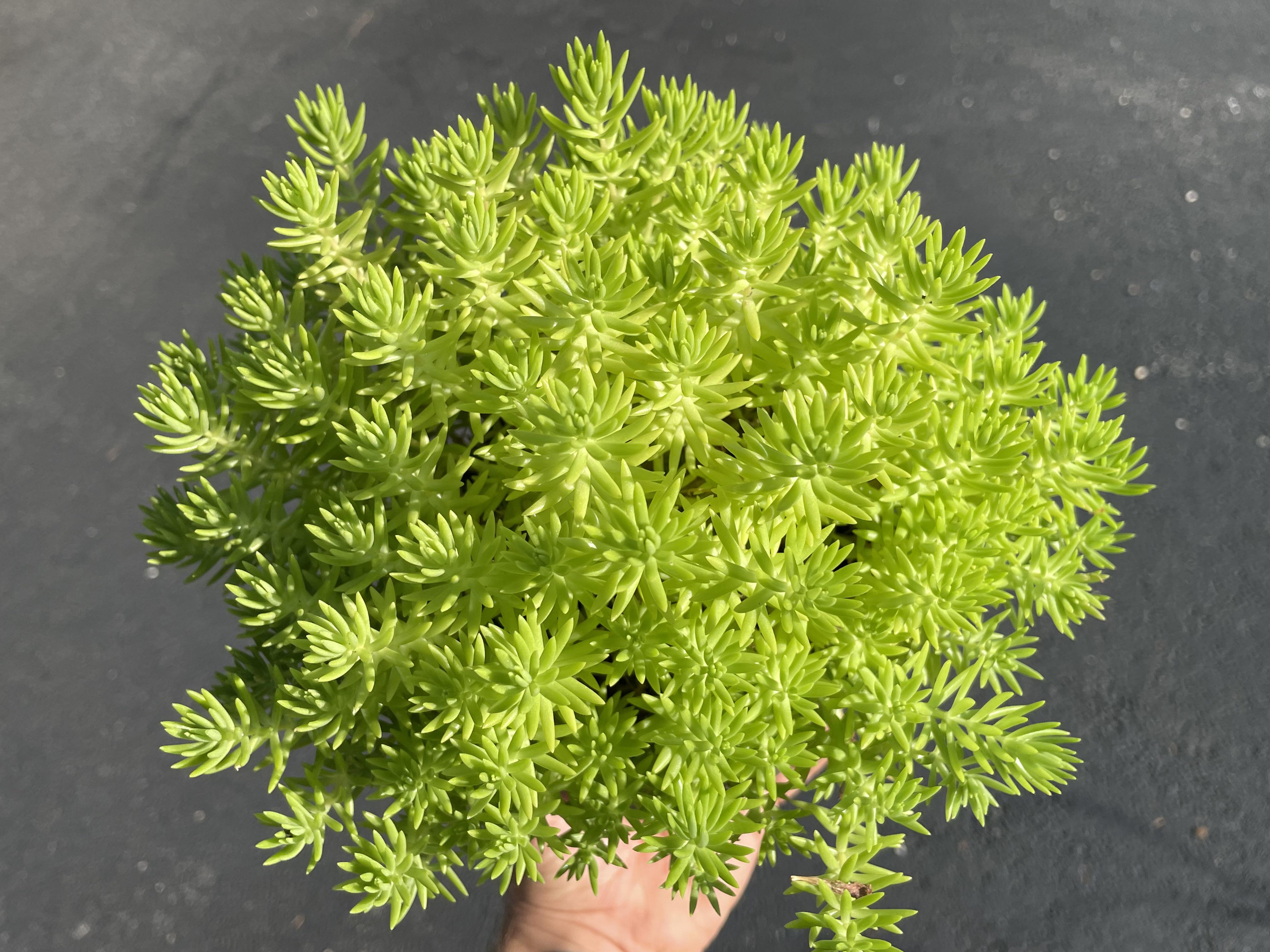 Sedum mexicanum