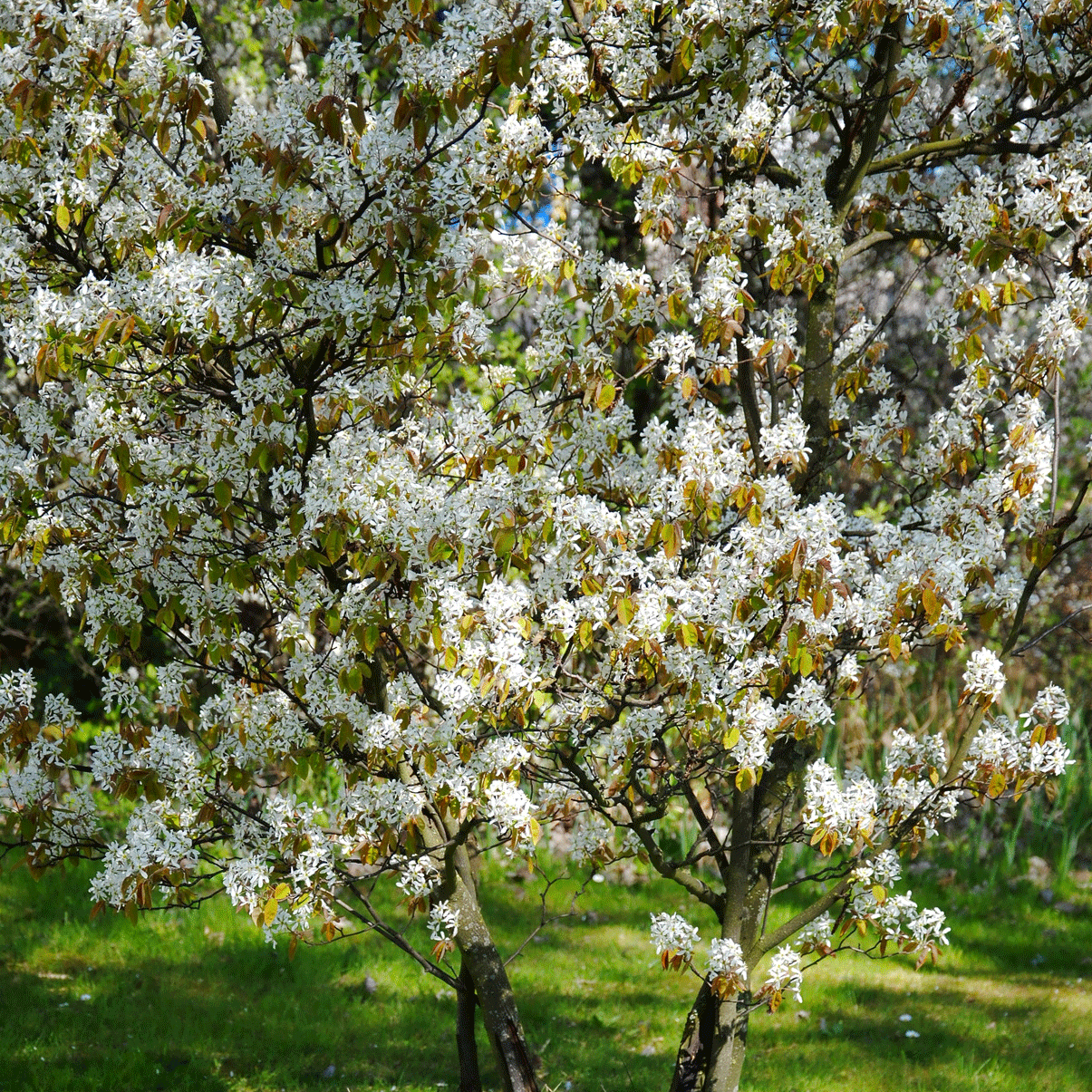 Serviceberry (Amelanchier)