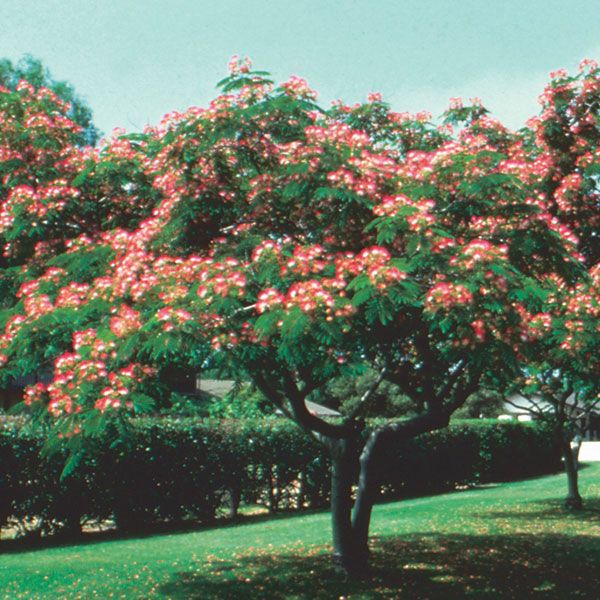 Silk Tree (Albizia julibrissin)