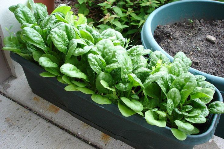 Spinach in Containers