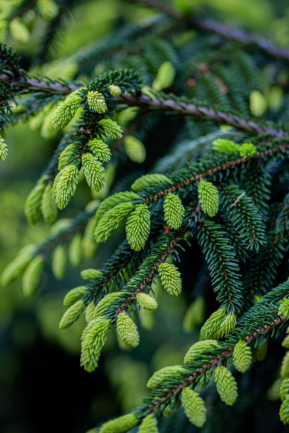 Spruce (Picea species)