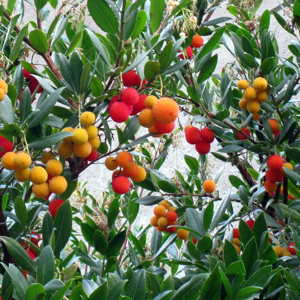 Strawberry Tree (Arbutus unedo)