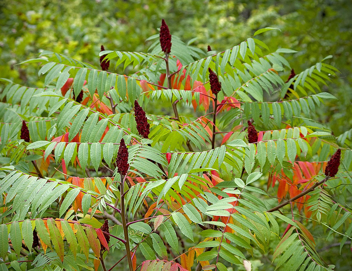 Sumac (Rhus genus)