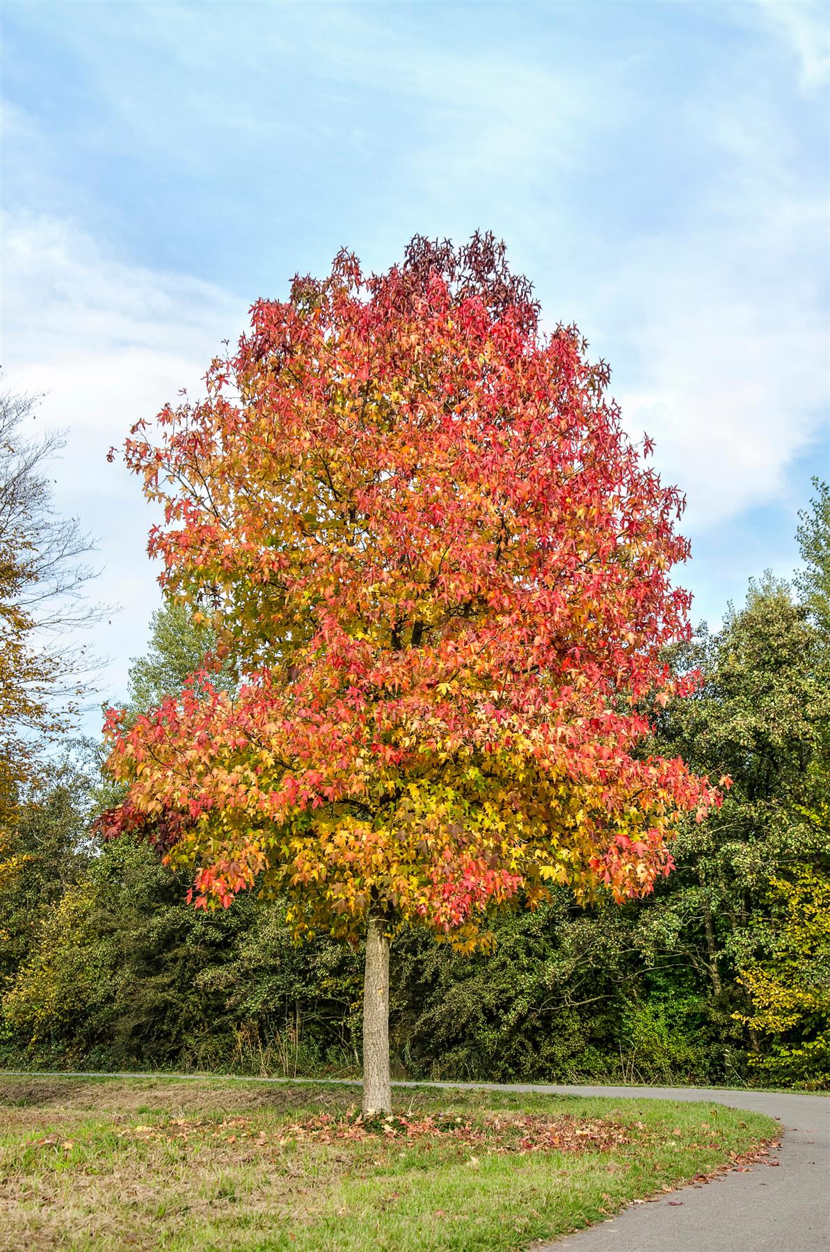 Sweetgum (Liquidambar styraciflua)