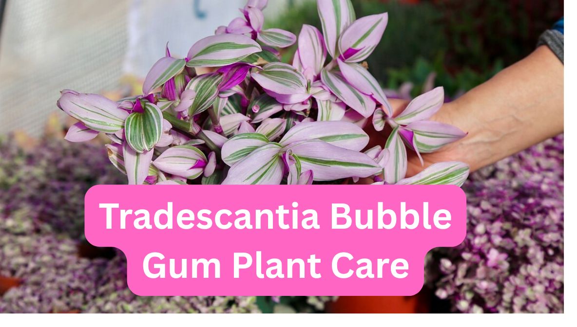 Tradescantia Bubble Gum Plant Care