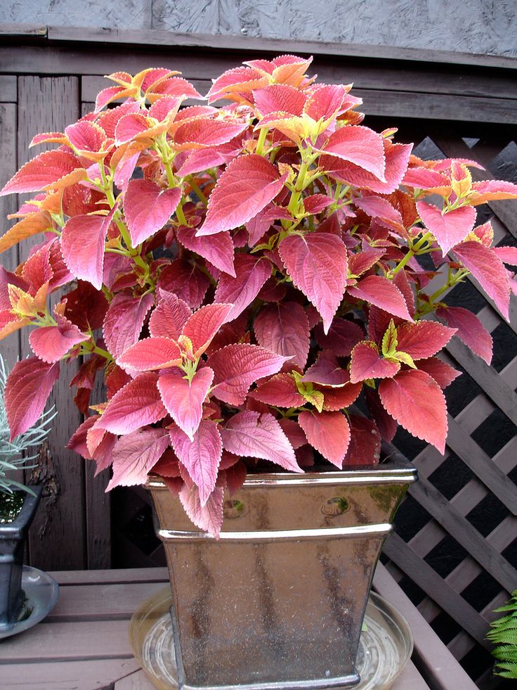 alabama sunset coleus plant
