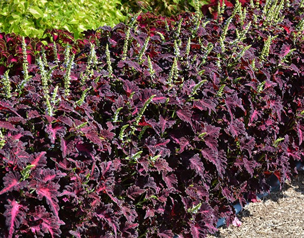 black dragon coleus plant