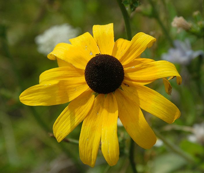 black-eyed susan (rudbeckia hirta)