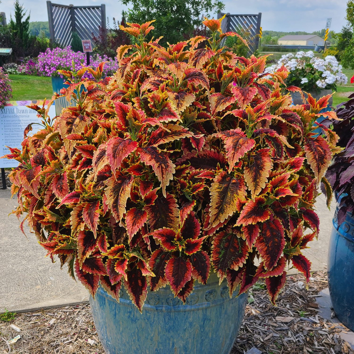 coleus El Brighto plant