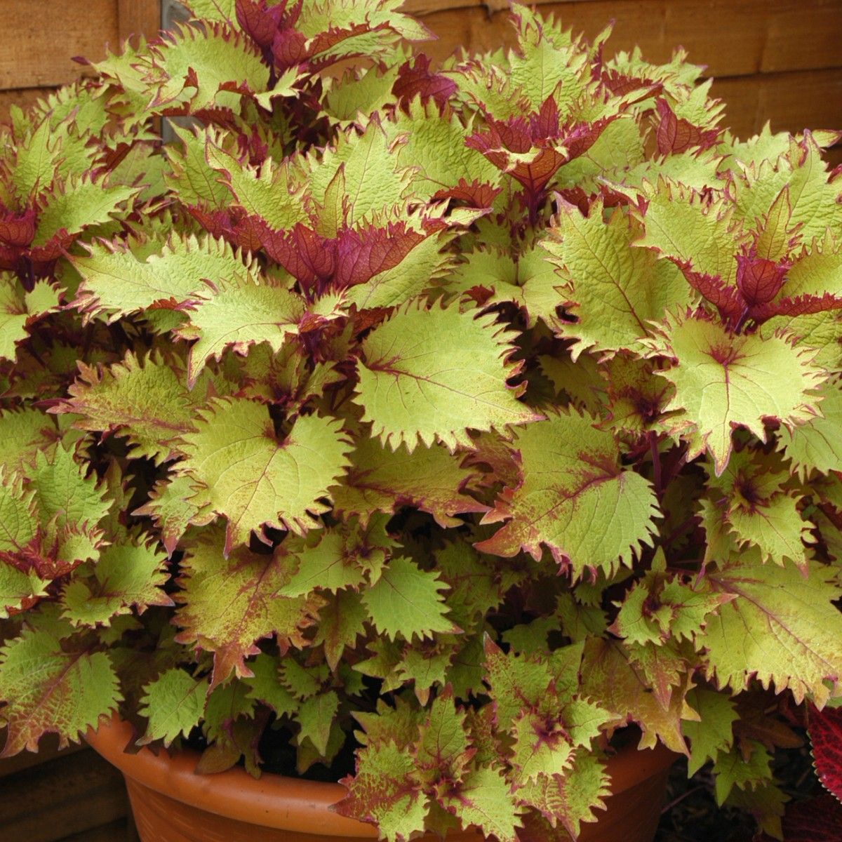 coleus henna plant