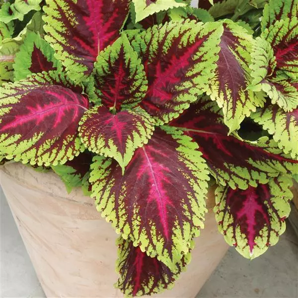 coleus kong red plant