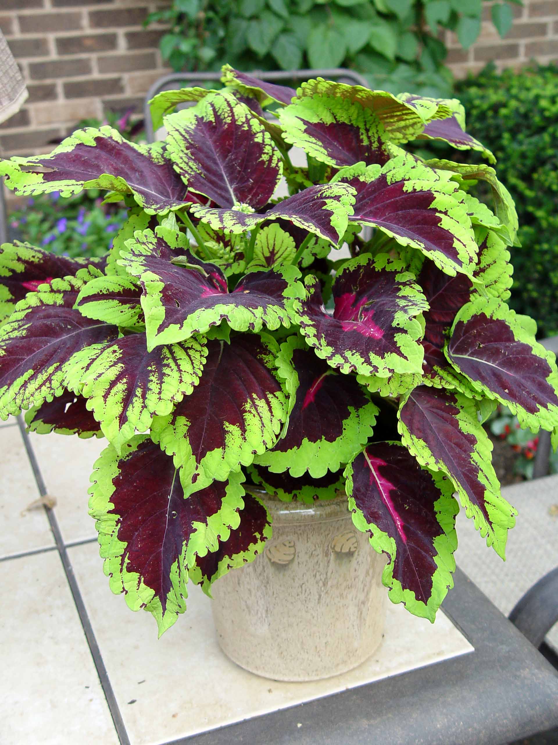 coleus kong rose plant