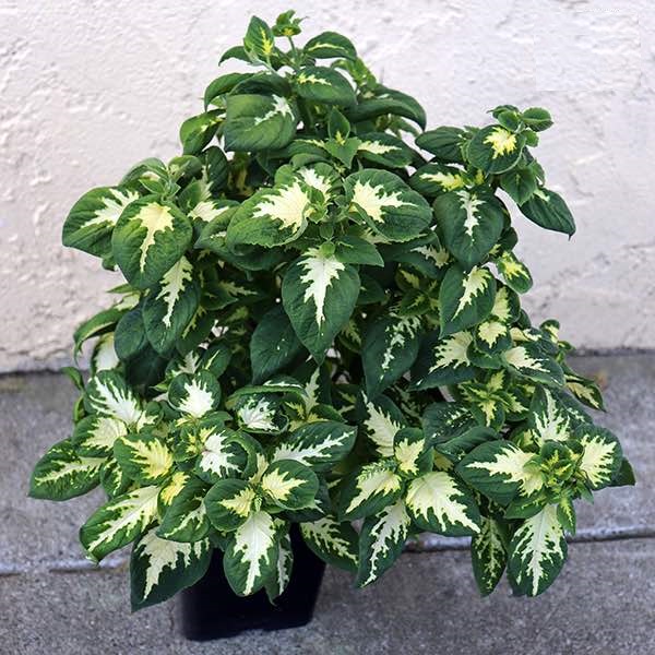 coleus wizard jade plant