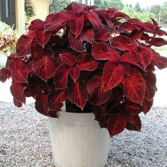 coleus wizard velvet red plant