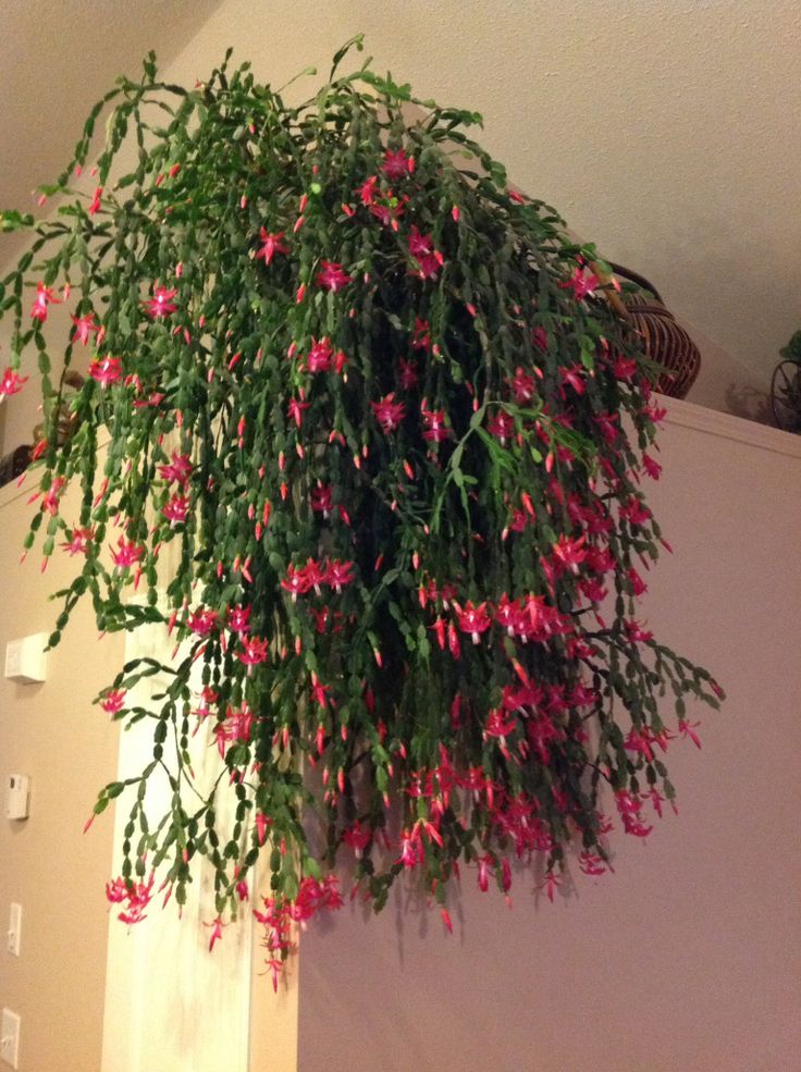 hanging Christmas Cactus