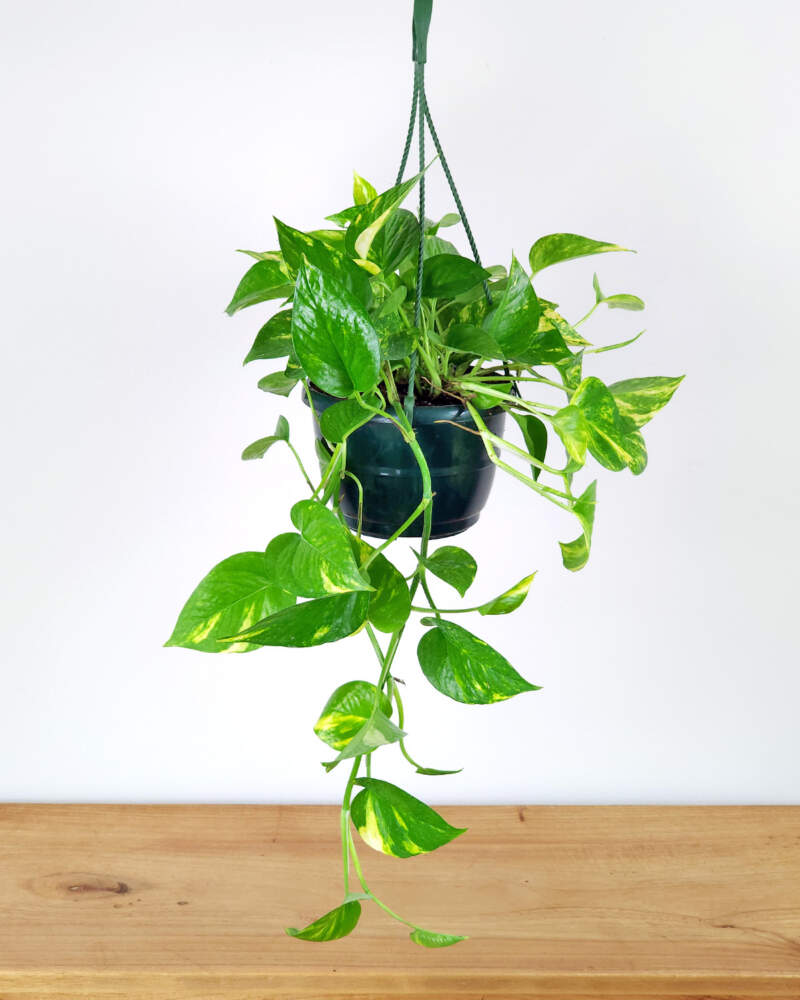 hanging Pothos