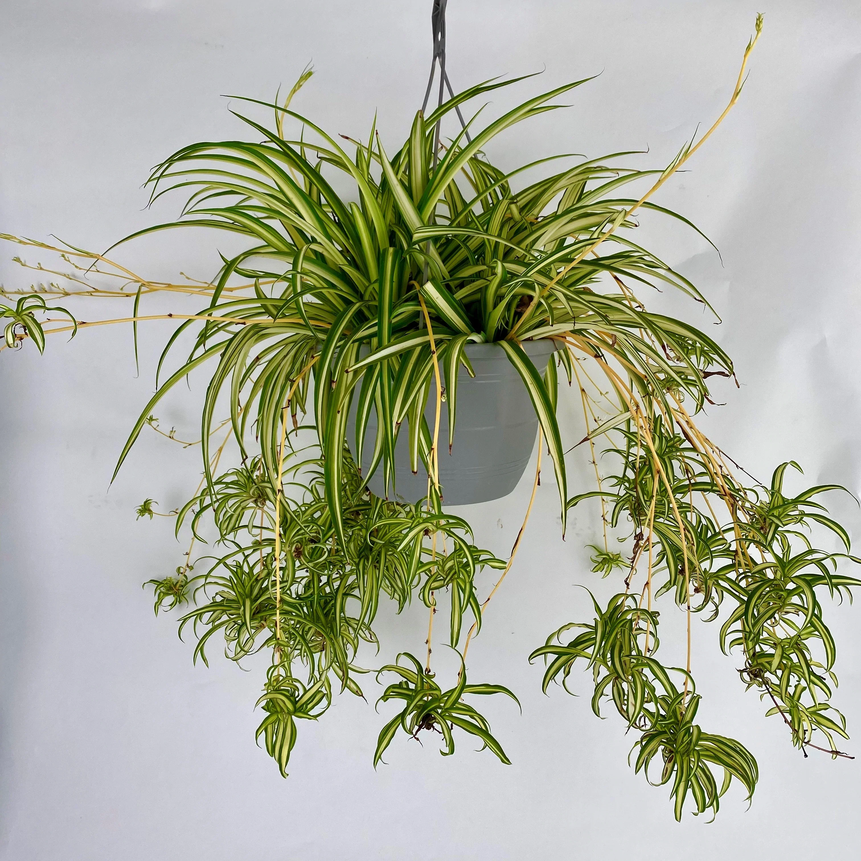 hanging Spider Plant